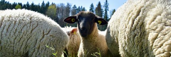 Schafe